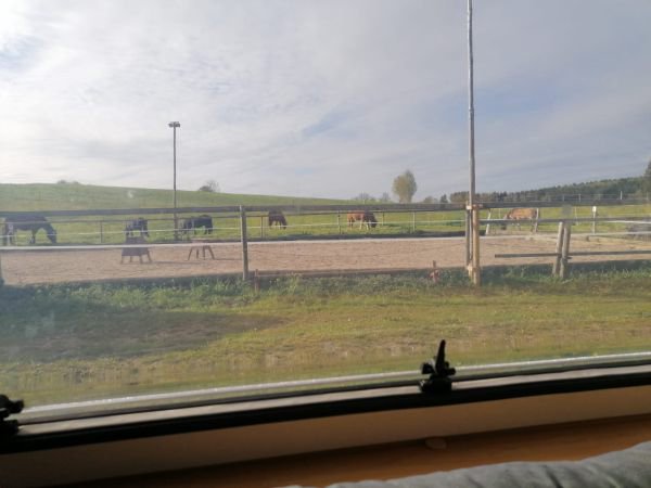 Blick aus dem Camper auf die Pferdeweide